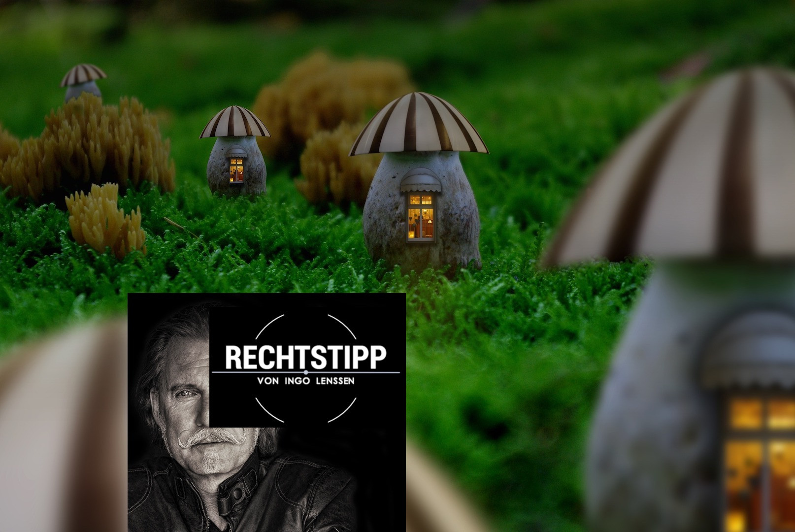 mushrooms-4716686_1920 Kopie.jpg